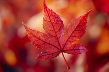 A close-up of a maple leaf turning bright red in the autumn, with intricate vein patterns visible