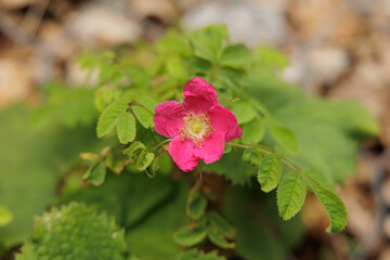 vista macro, frontale, di un fiore color magenta cresciuto da una piccola pianta con foglie verdi, su sfondo sfuocato