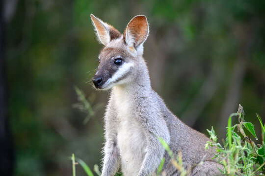 Whiptail wallaby, Notamacropus parryi, pretty-faced australian native marsupial, Queensland Australia animal, grazing eating grass