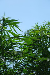 Obraz premium Sustainable Industrial Hemp Farming: A Glimpse into Eco-Friendly Agriculture