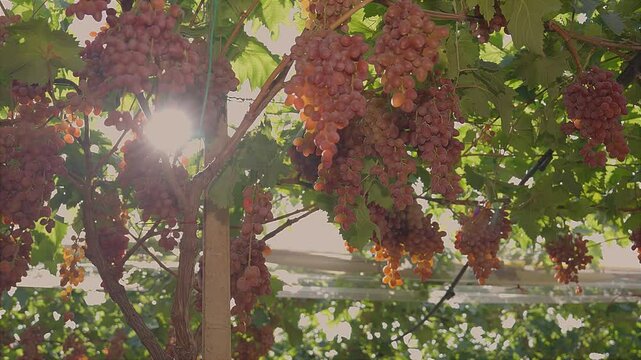 Bunches of red table grapes under an awning with rays of sunlight penetrating