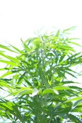 Sustainable Industrial Hemp Farming: A Glimpse into Eco-Friendly Agriculture