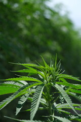 Sustainable Industrial Hemp Farming: A Glimpse into Eco-Friendly Agriculture