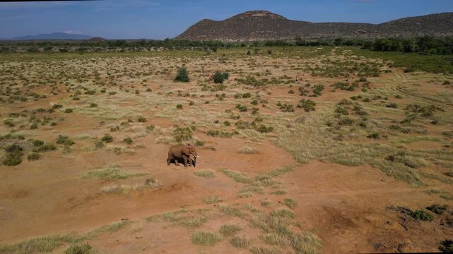 High angle view of an elephant in the savannah