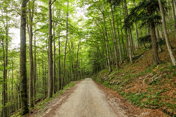 ampia vista panoramica su una strada sterrata che attraversa un fitto bosco di montagna, di giorno,...