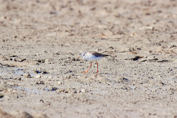 Common Redshank Foraging in Muddy Terrain, Mai Po Natural Reserve, Hong Kong