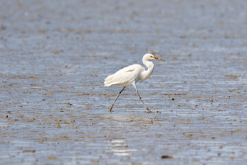 Solitary Egret Hunting in the Shallow Waters, Mai Po Natural Reserve, Hong Kong