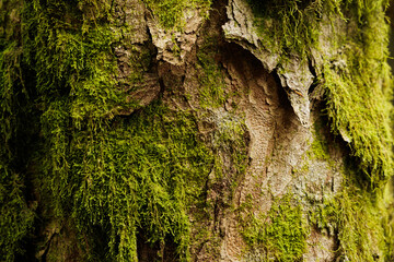dettagli macro della corteccia color marrone chiaro e coperta parzialmente da del muschio verde di un grande e vecchio albero