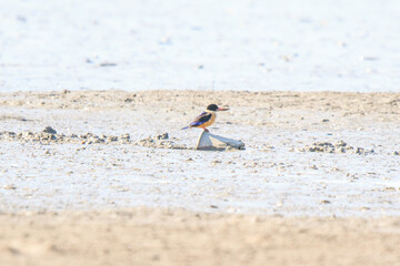 Black-Capped Kingfisher Perched on a Piece of Debris in Shallow Water