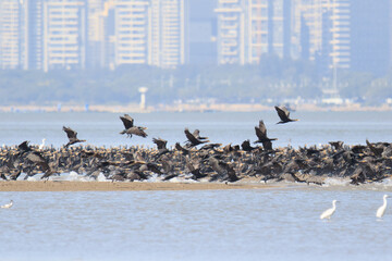 A Massive Flock of Cormorants Taking Flight Over a Coastal City
