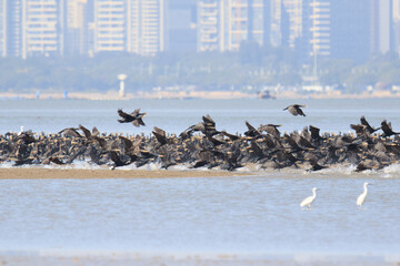 A Massive Flock of Cormorants Taking Flight Over a Coastal City