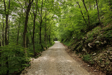 ampia vista panoramica su una strada sterrata che attraversa un fitto bosco di montagna, di giorno, in estate, ricco di foglie verdi 