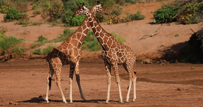 Two reticulated giraffes fight in a dried up river