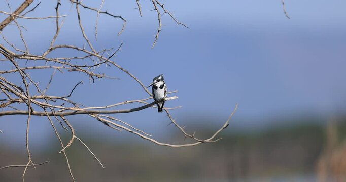 A pied kingfisher rests on a branch near a lake