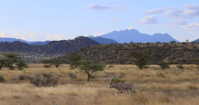 An oryx walks in the dry savannah