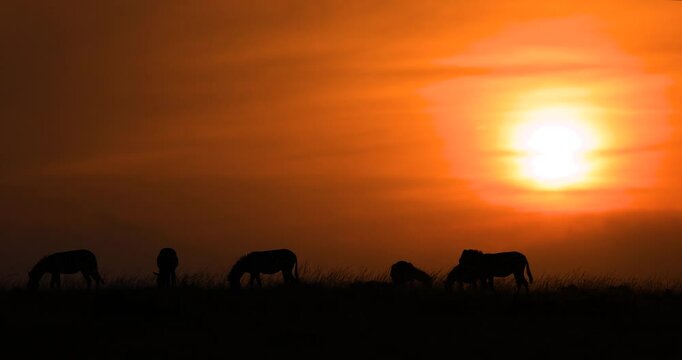 A family of zebras eat grass in the savannah during sunset
