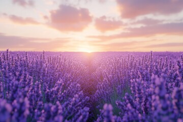 Obraz premium A field of lavender in full bloom, with a soft purple hue stretching to the horizon