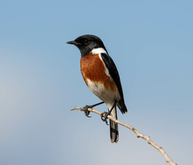 African Stonechat