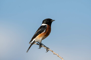 African Stonechat