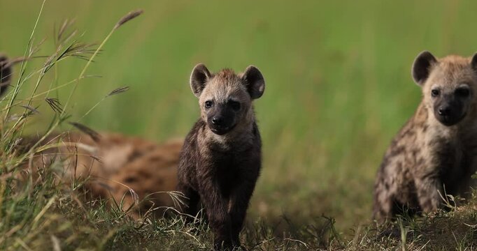 Portrait of a baby hyena in the savannah