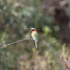 White-fronted Bee-eater