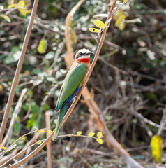 White-fronted Bee-eater