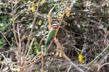 White-fronted Bee-eater