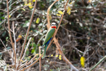 White-fronted Bee-eater
