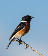 African Stonechat