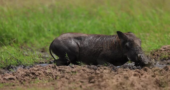 A warthog takes a mud bath in the savannah