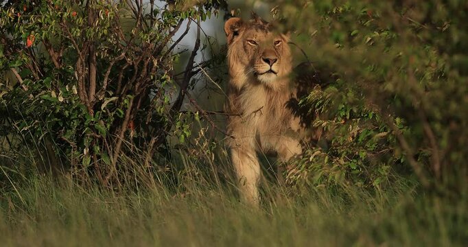 Face to face with a young male lion in the savannah