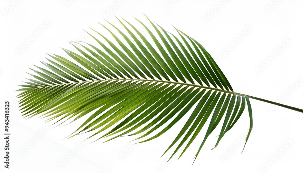 Canvas Prints coconut palm leaf isolated