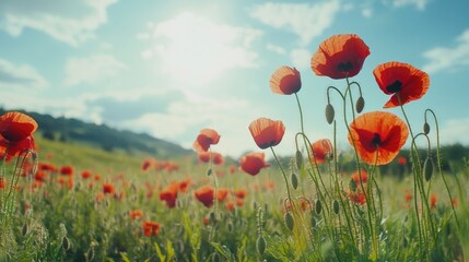 Fototapeta premium Bright red poppies in a green meadow, swaying gently in the summer breeze