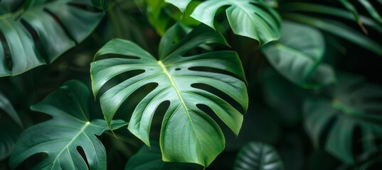 Fototapeta premium Close-up of lush green Monstera deliciosa plant leaves, showcasing their iconic split-leaf foliage.