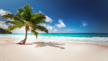 palm on tropical beach