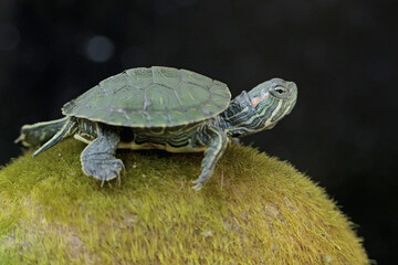 Fototapeta premium A young red-eared slider tortoise is sunbathing on a moss-covered rock. This reptile has the scientific name Trachemys scripta elegans.
