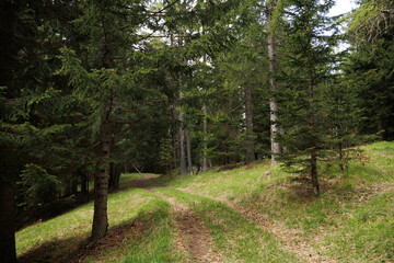 strada sterrata che passa in mezzo agli alberi verdi in un bosco di montagna, di giorno, in estate, nell'Italia nord orientale