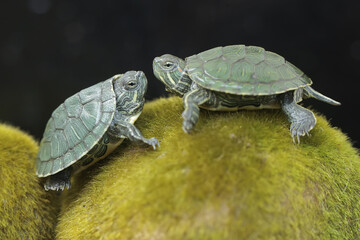 Two young red-eared slider tortoises are sunbathing on moss-covered rocks. This reptile has the...