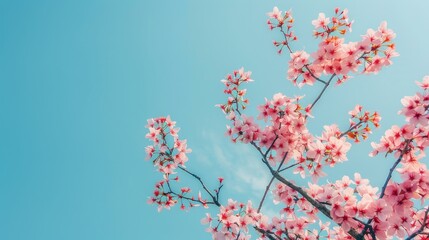 Fototapeta premium Sakura blossoms against a clear blue sky
