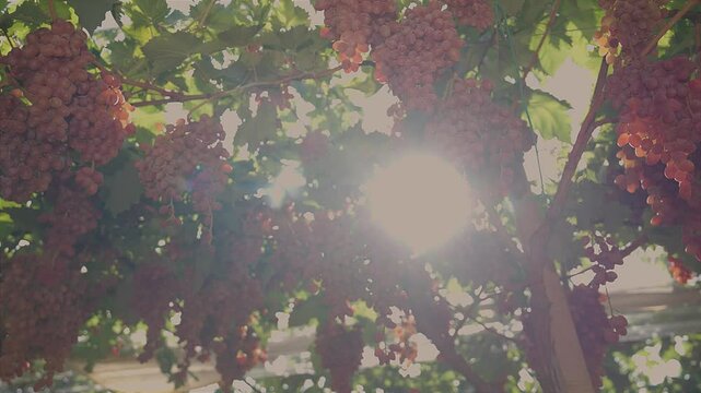 Bunches of red table grapes under an awning with rays of sunlight penetrating 4
