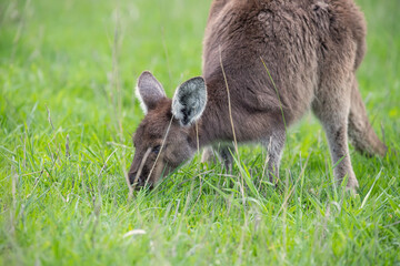 Cute wallaby kangaroo is grazing on a green meadow among flowers in Australia, wildlife and beauty in nature