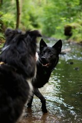 black labrador crossbreed walks in the stream