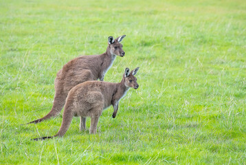 Two cute wallaby kangaroo is grazing on a green meadow in Australia, wildlife and beauty in nature