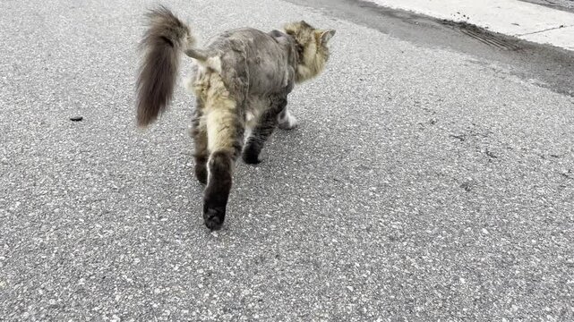 Un chat domestique dans la rue