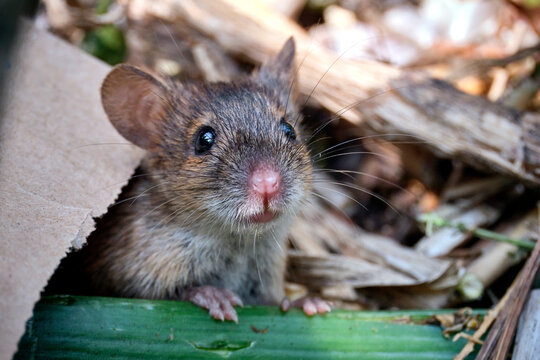 Brandmaus ( Apodemus agrarius ) im Kompost.