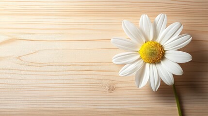 Obraz premium Top view of a single daisy on a light wooden background, creating a simple and elegant scene
