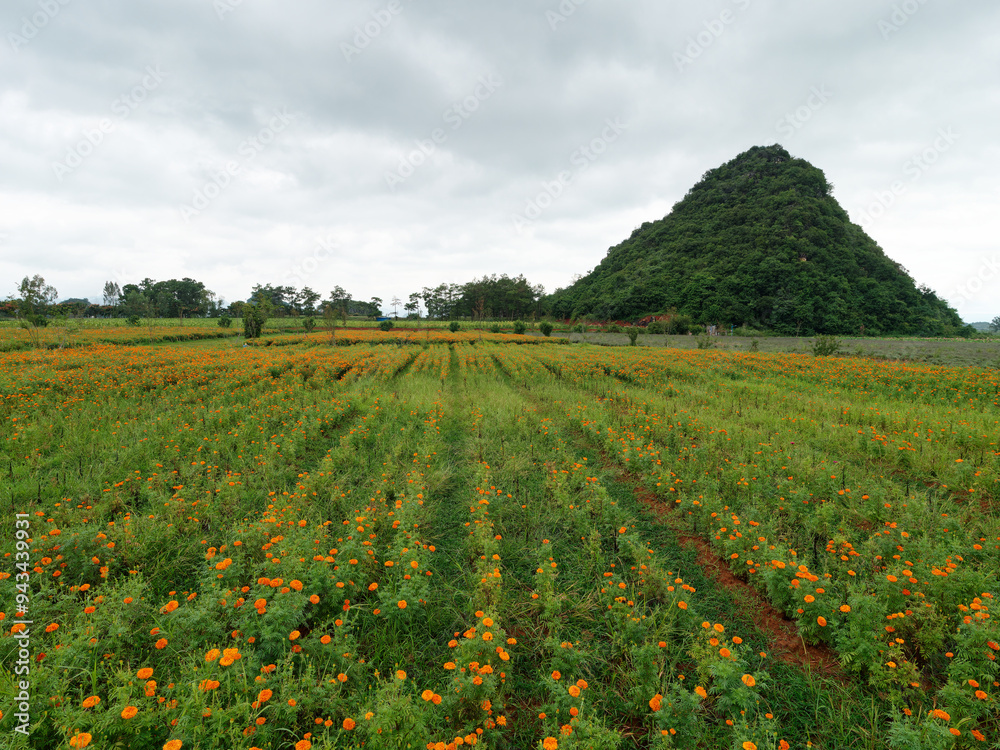 Wall mural beautiful yellow marigolds flower (tagetes erecta, mexican marigold) field with green hill and cloud