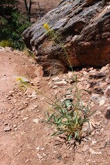 Stanleya pinnata, Native American medicinal plant