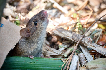 Brandmaus ( Apodemus agrarius ) im Kompost.