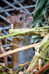 Brandmaus ( Apodemus agrarius ) im Kompost.
